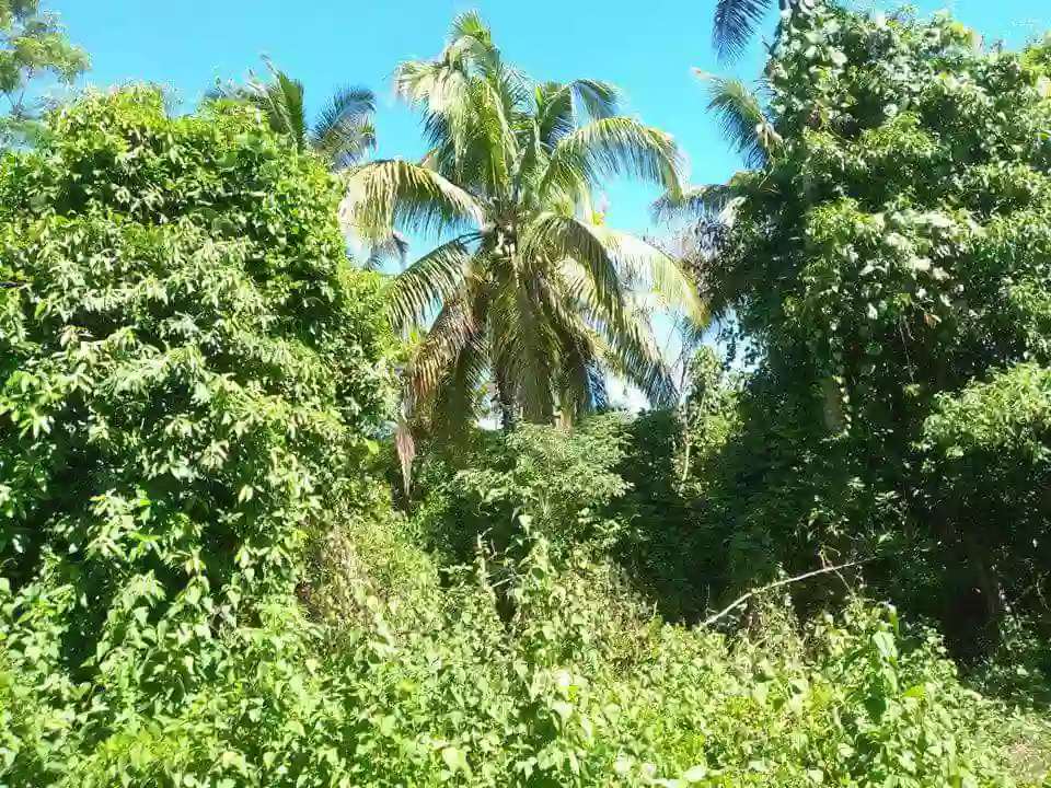 Lot for Sale – A Rare Opportunity! — Agricultural Lot in Island Garden City of Samal, Davao del Norte, Philippines — Photo 5