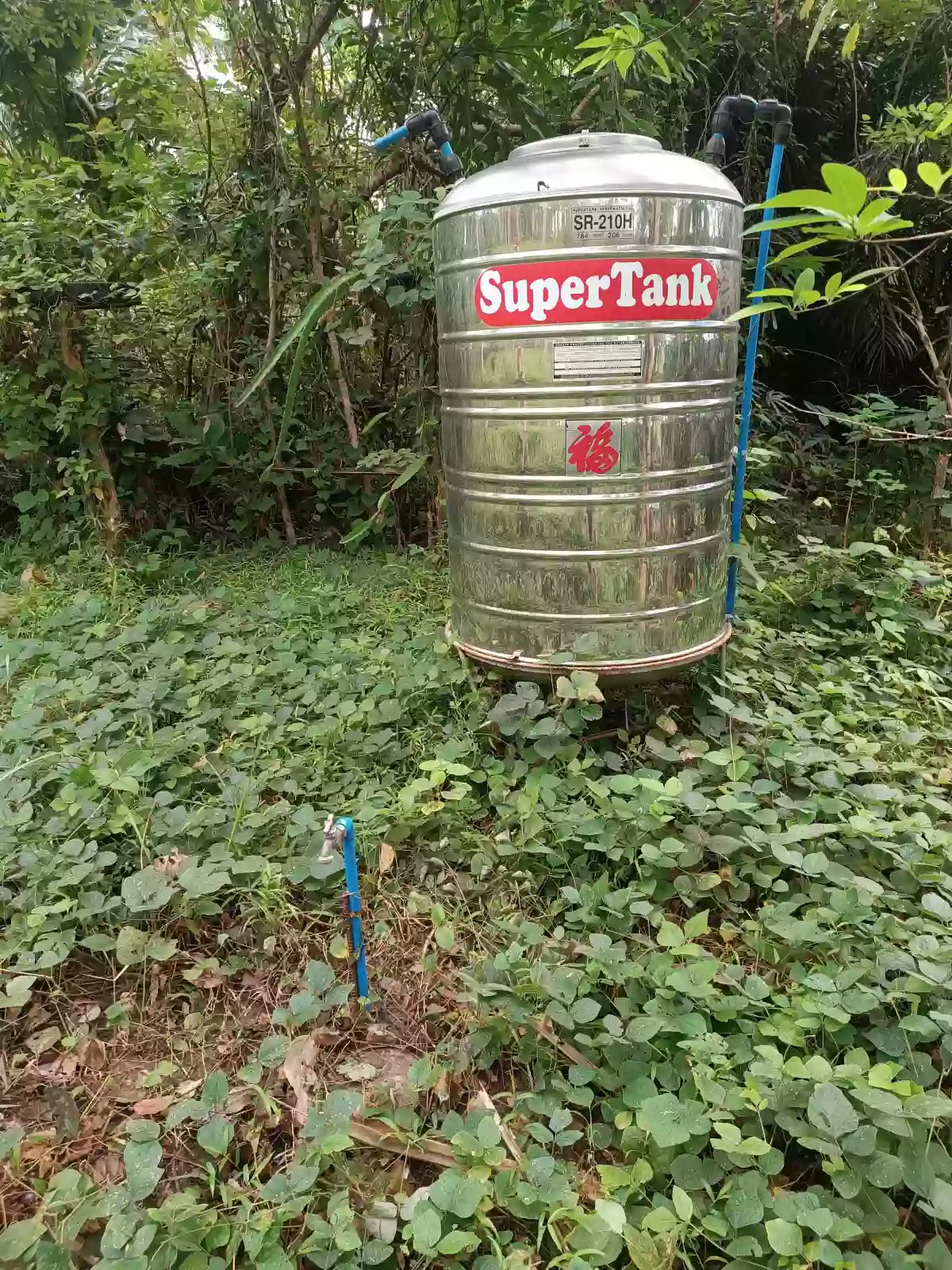 Coconut Farm For Sale Along Brgy. Road. With Overlooking sea view — Agricultural Lot in Plaridel, Quezon, Philippines — Photo 4