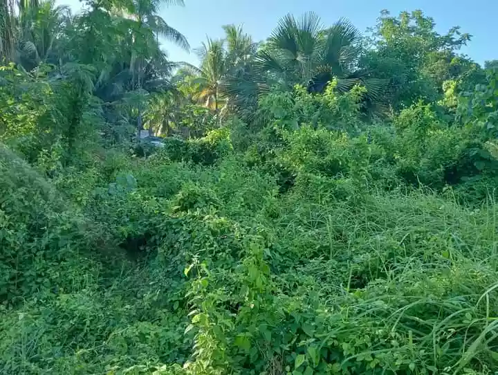 Open photo 11 of 12 — Lot for Sale at Guinsay. Danao City