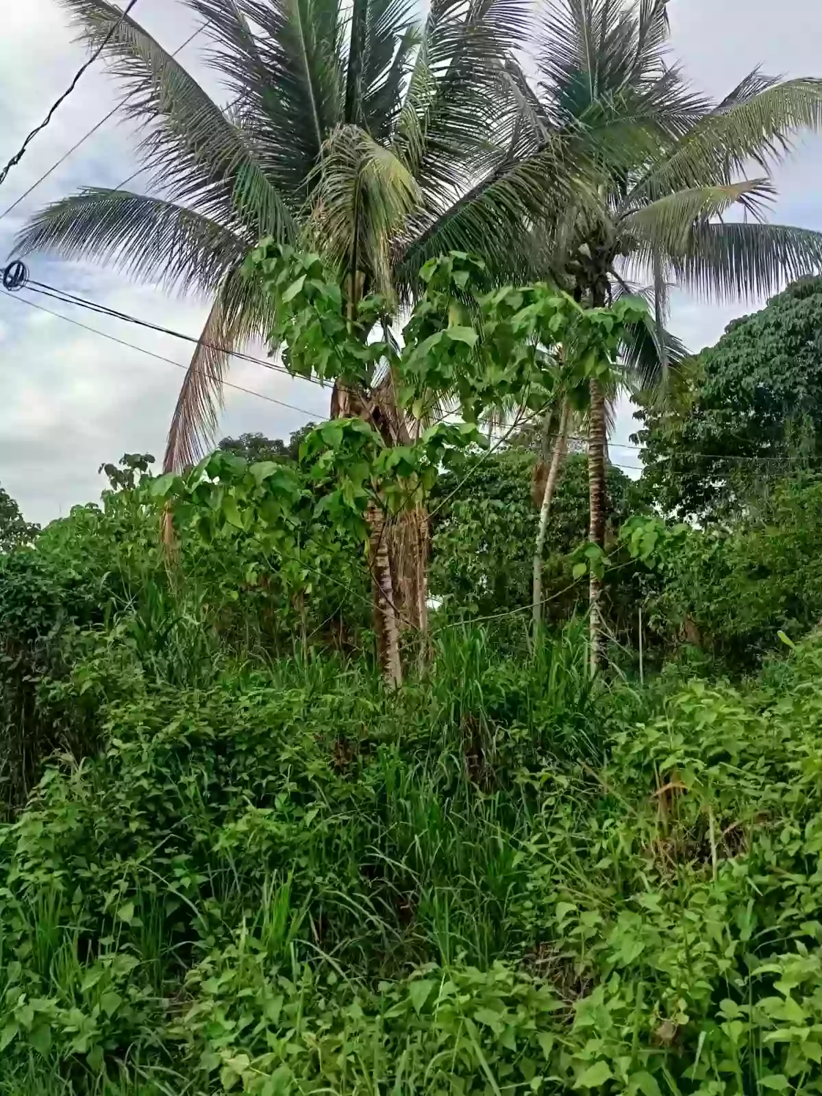 Lot for saler — Residential Lot in Negros Oriental, Philippines — Photo 7