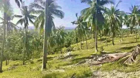 Spectacular Real Estate Opportunity in Sibonga with Stunning Sea and Mountain Views — Agricultural Lot in Cebu, Philippines — Photo 4