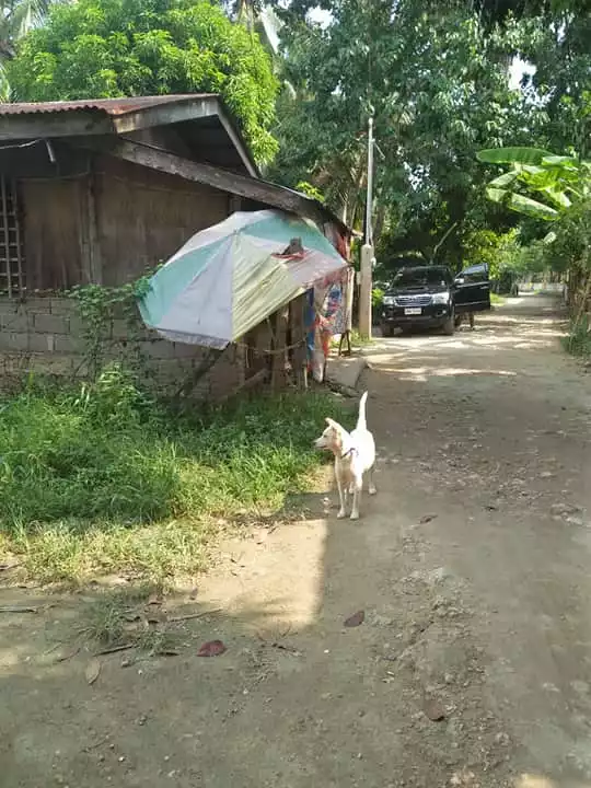 Now down to 1.8M! For SALE Residential lot in Cotcot, Liloan — Residential Lot in Cebu, Philippines — Photo 2