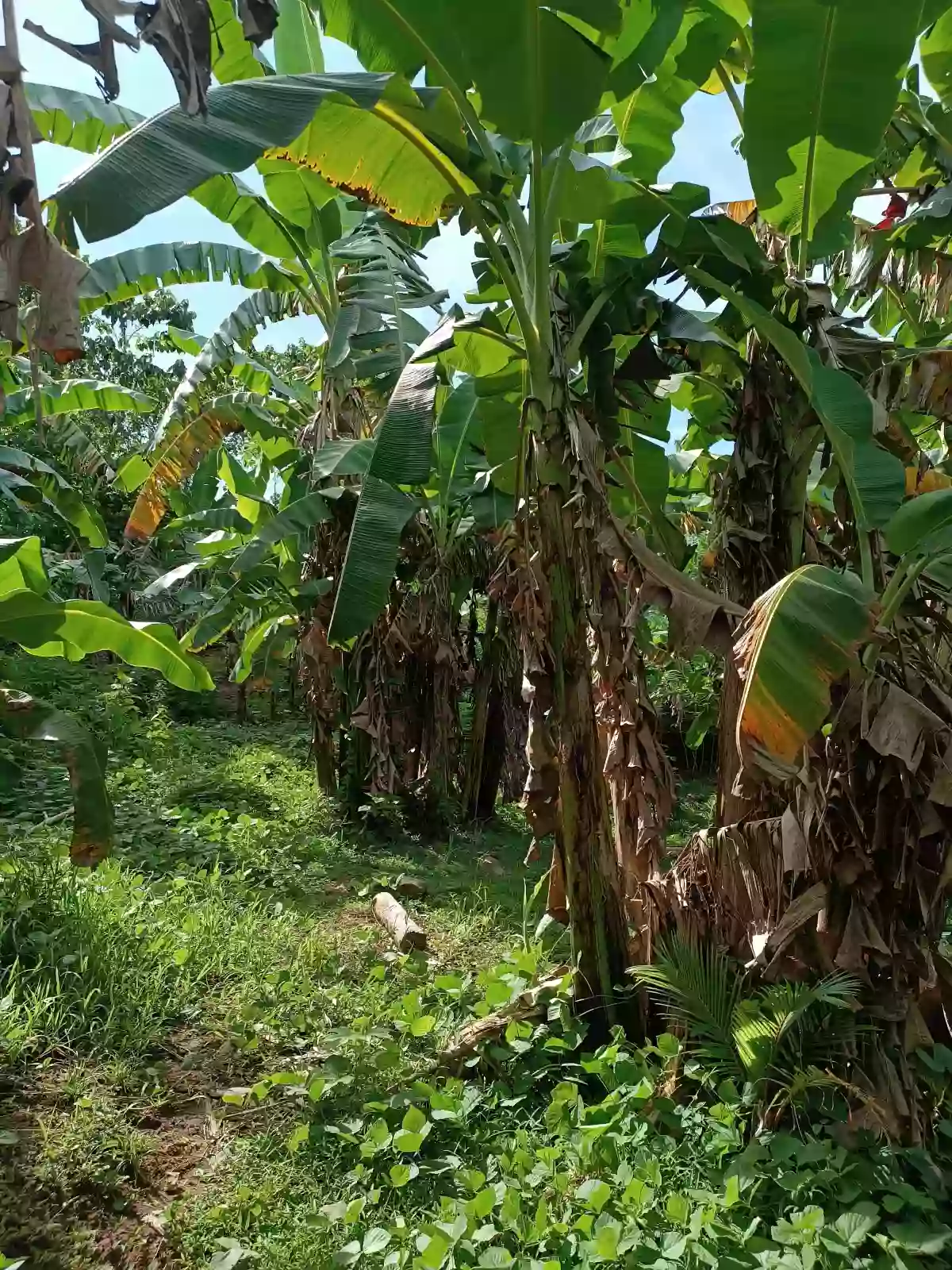 Coconut & Gemelina Farm Land In Ilosong Plaridel Quezon, 2.1hectares — Agricultural Lot in Plaridel, Quezon, Philippines — Photo 4