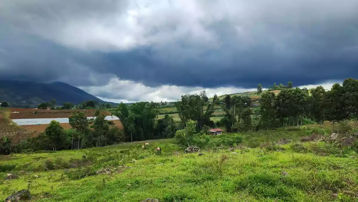 Open photo 11 of 12 — 1.6 hectares Farm Lot for Sale in Basak, Lantapan, Bukidnon