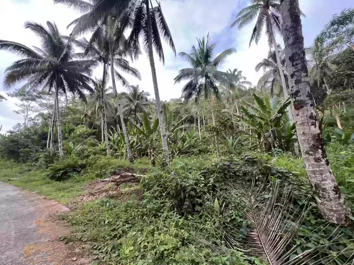 Agricultural Lot for Sale in Bangayan, Kitcharao — Investor Pick — Agricultural Lot in Kitcharao, Agusan del Norte, 8609 — Photo 6
