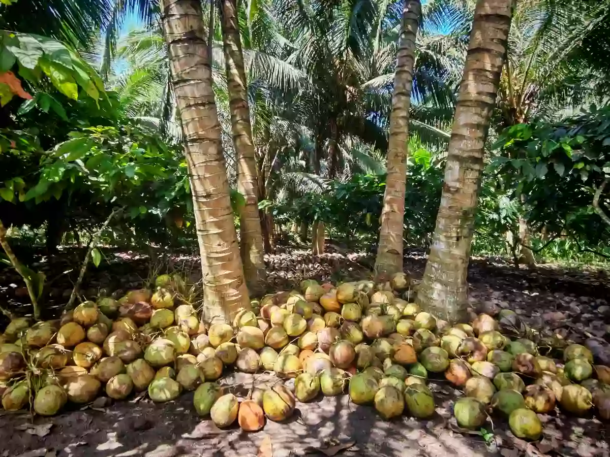 For Sale: Agricultural Lot in Mabuhay, Gen. Santos City — 50000 sqm