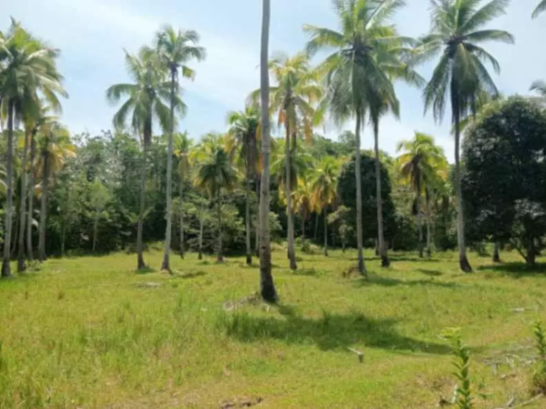 FARM LOT FOR SALE - photo 2