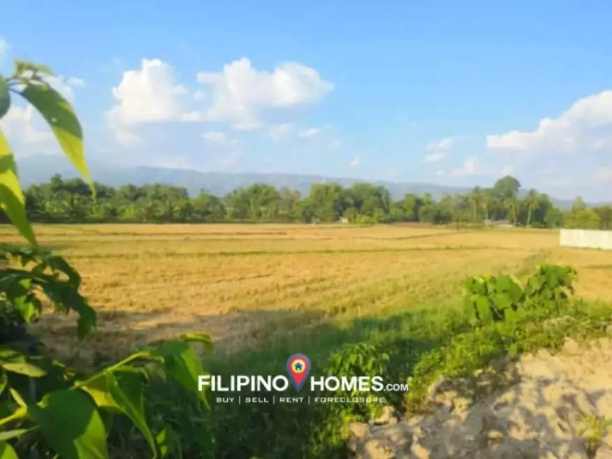 Rice Field along National Highway