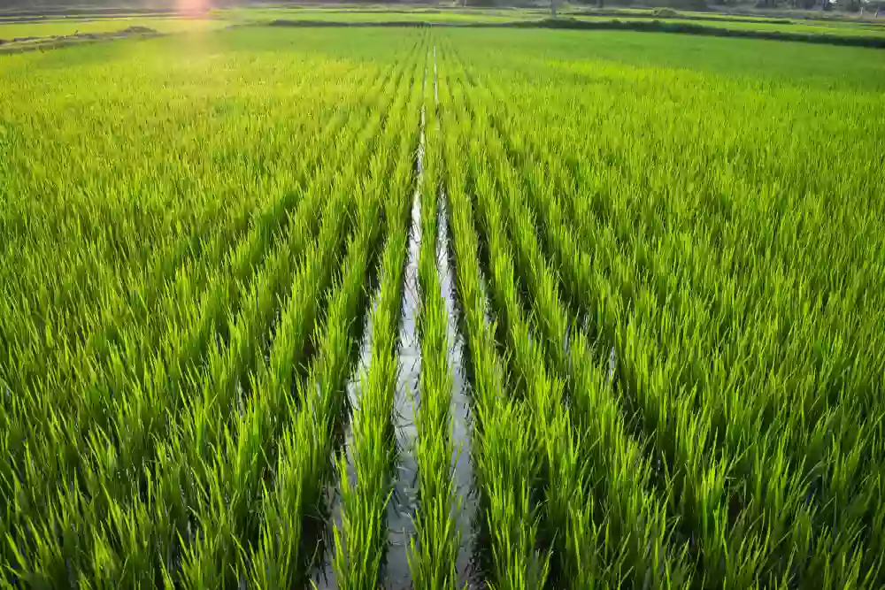 For Sale: Agricultural Lot in Imbatug (Pob.), Balungon — 20,000 sqm — Agricultural Lot in Balungon, Bukidnon, 8707 — Photo 5