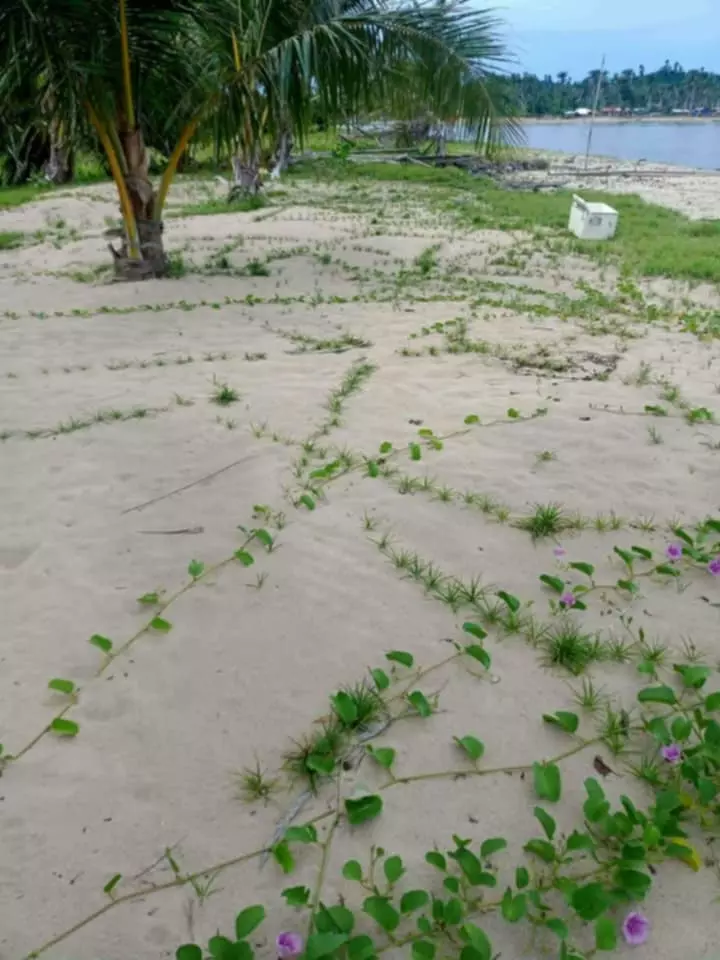 For Sale: Beach Lot in Rizal, Roxas Palawan — 3500 sqm — Beach Lot in Roxas, Palawan, 5308 — Photo 5