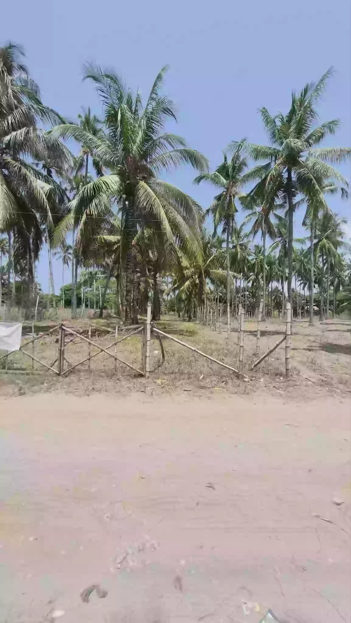 2250 sqm Residential Lot for Sale in Maluay, Zamboanguita — Investment
