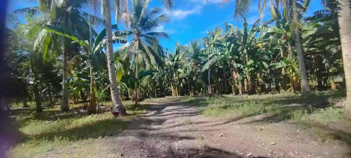 For Sale: Agricultural Lot in Conel, Gen. Santos City — 45987 sqm