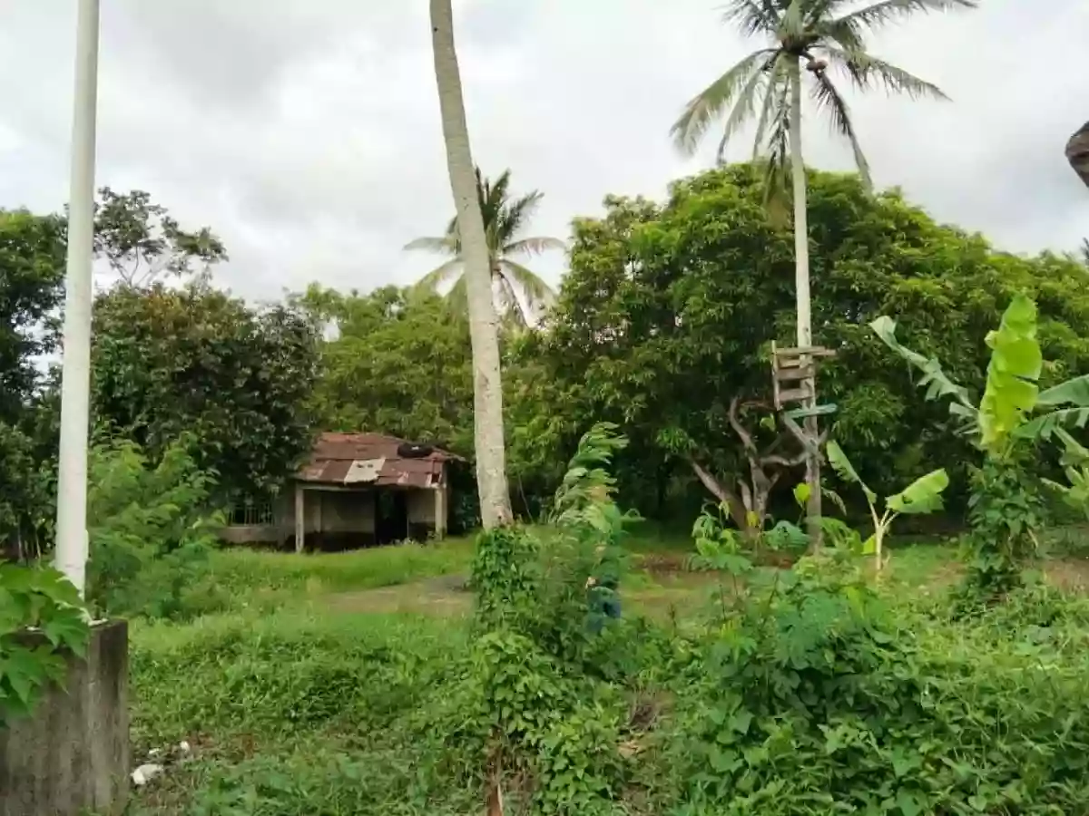 Agricultural Lot For Sale — Agricultural Lot in San Vicente, Pamplona, Camarines Sur — Photo 4