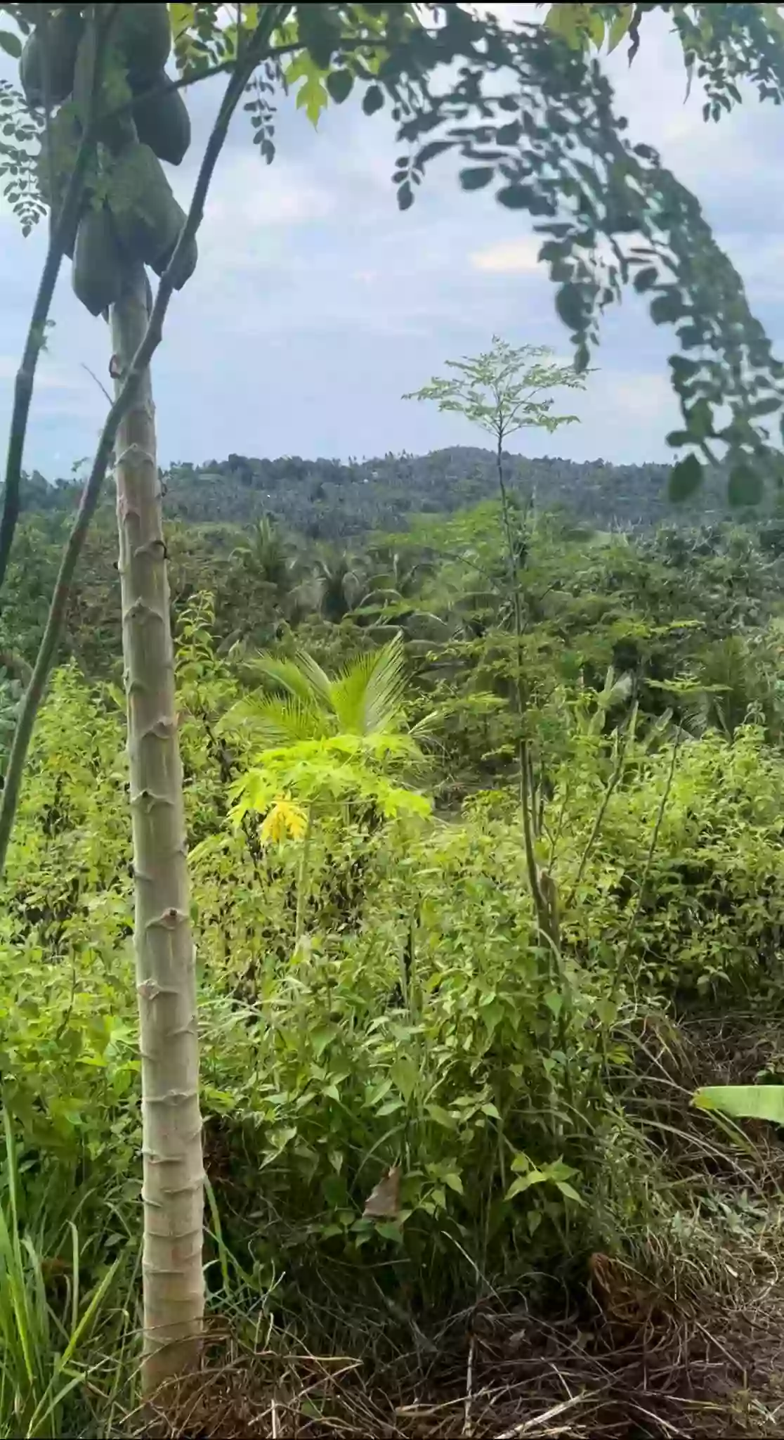 For Sale: Agricultural Lot in Buenavista, Carcar — 21,737 sqm — Agricultural Lot in Carcar, Cebu, 6019 — Photo 4