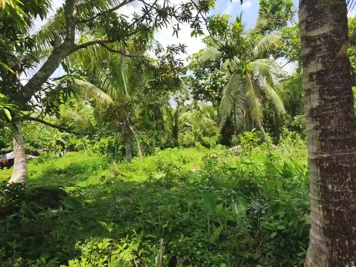 2000 sqm Agricultural Lot for Sale in Cancaraja, Pastrana — Farming Use — Agricultural Lot in Pastrana, Leyte, 6514 — Photo 2