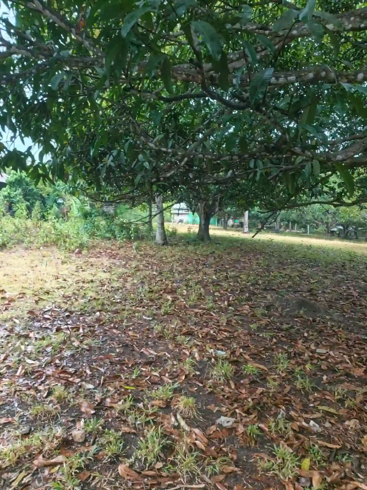 For Sale: Residential Lot in San Jose - 1778sqm