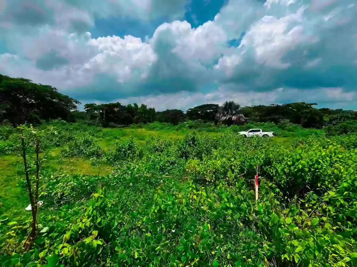 For Sale: 300 sqm Lot in Banaba Lejos, Indang — Agricultural Lot in Indang, Cavite, 4122 — Photo 5
