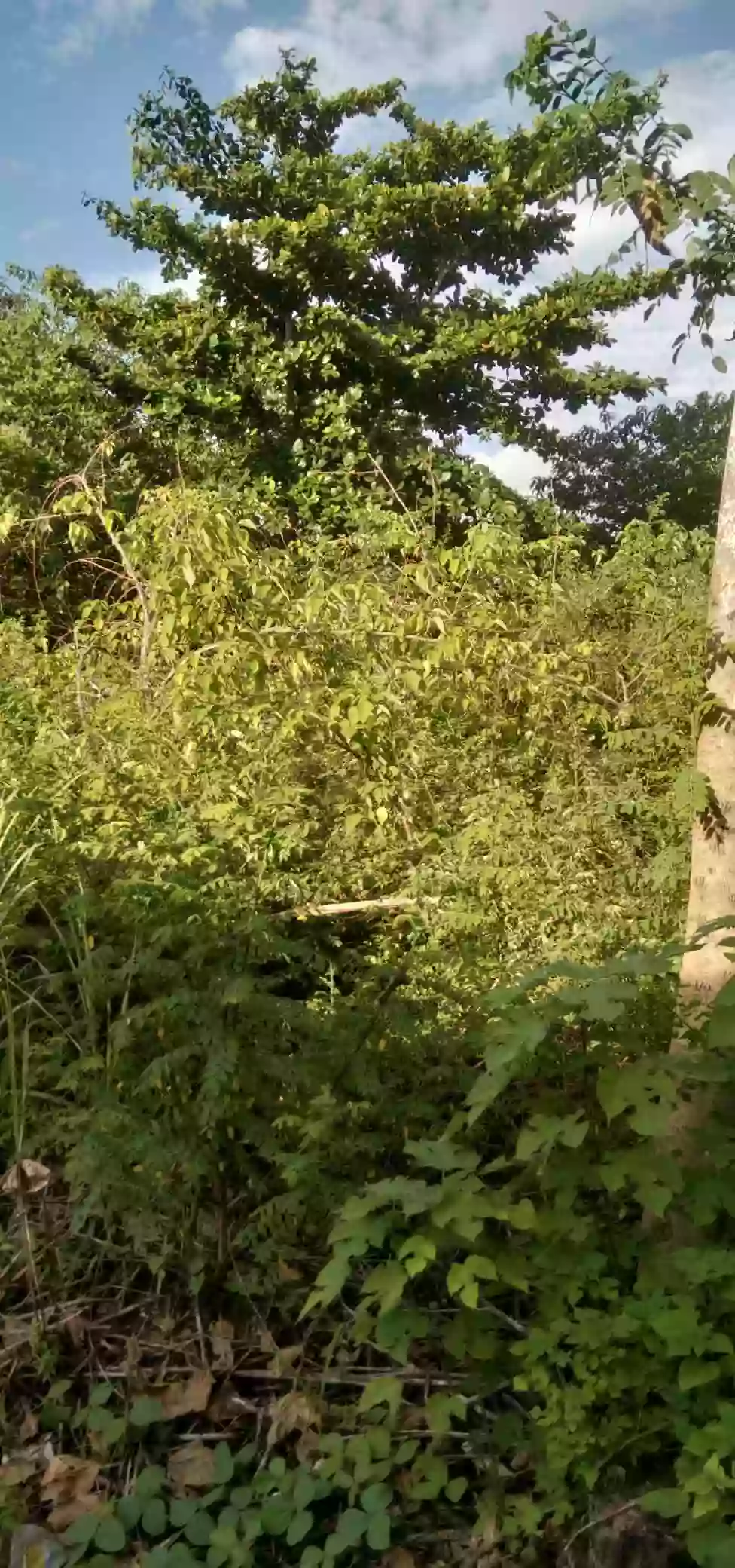 COMMERCIAL / RESIDENTIAL LOT — Commercial Lot in Butuan City, Agusan del Norte, 8600 — Photo 5