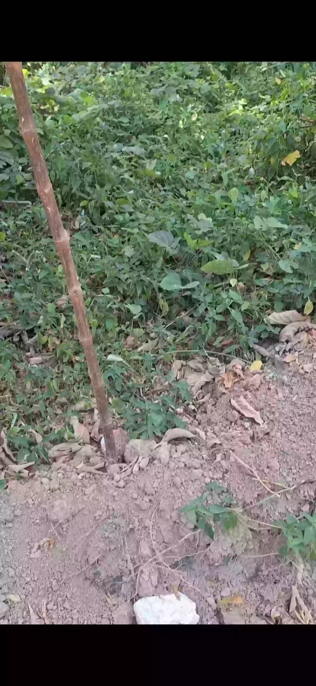 For Sale: Residential Lot in Poblacion, Kidapawan City — Investment Lot — Residential Lot in Poblacion, Kidapawan City, Cotabato — Photo 6