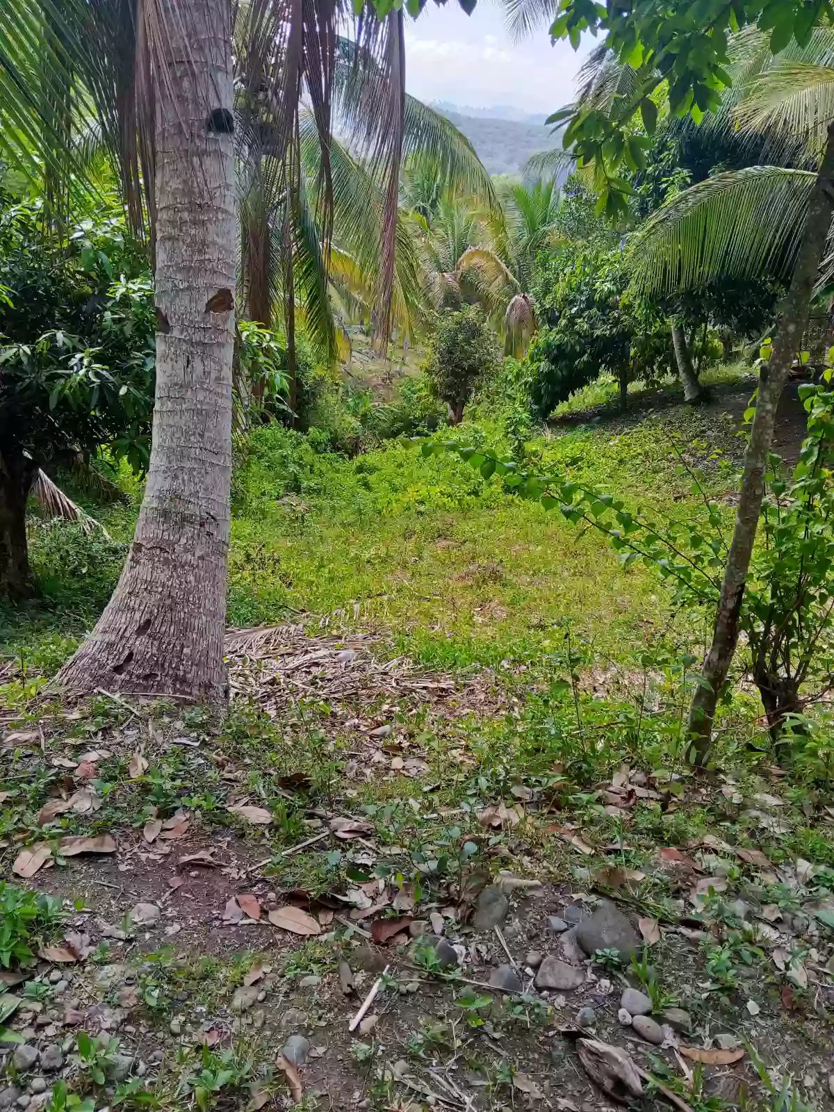 Farm lot for sale — Agricultural Lot in Alabel, Pag-Asa, Alabel — Photo 3