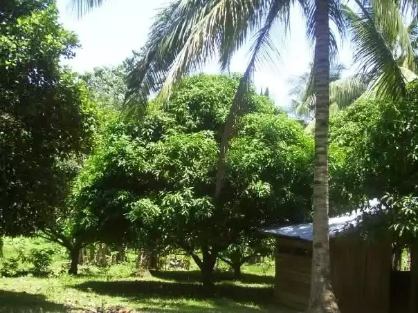 For Sale: 400 sqm Agricultural Lot in Balinguan, Misamis Oriental — Agricultural Lot in Balinguan, Misamis Oriental, 9011 — Photo 5