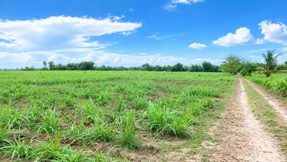 FOR SALE: Agricultural Lot in Eustaquio Lopez, Silay City — 1 Hectare — Agricultural Lot in Silay City, Negros Occidental, 6116 — Photo 3