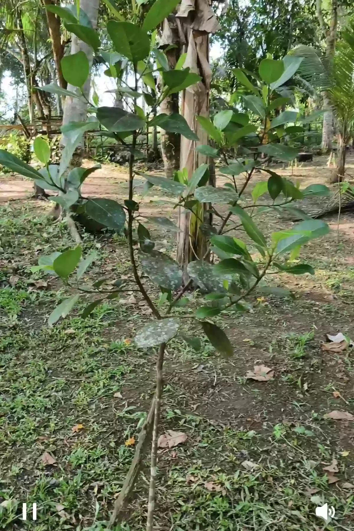 Agricultural lot for Sale in Tanauan Leyte — Agricultural Lot in Calsadahay, Tanauan, Leyte — Photo 5