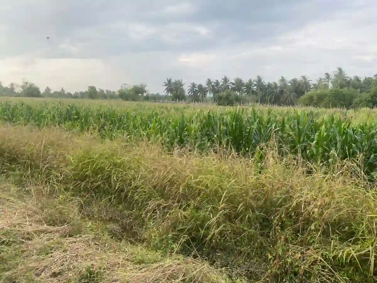 For Sale: Residential Lot Near ACE hospital, General Santos City — 59000 sqm — Residential Lot in General Santos City, South Cotabato, 9500 — Photo 3