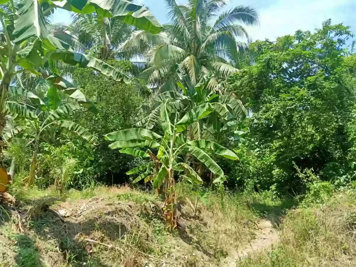 Agricultural land for sale Alegria, Alabel, Sarangani — Agricultural Lot in Alabel, Sarangani, 9501 — Photo 3