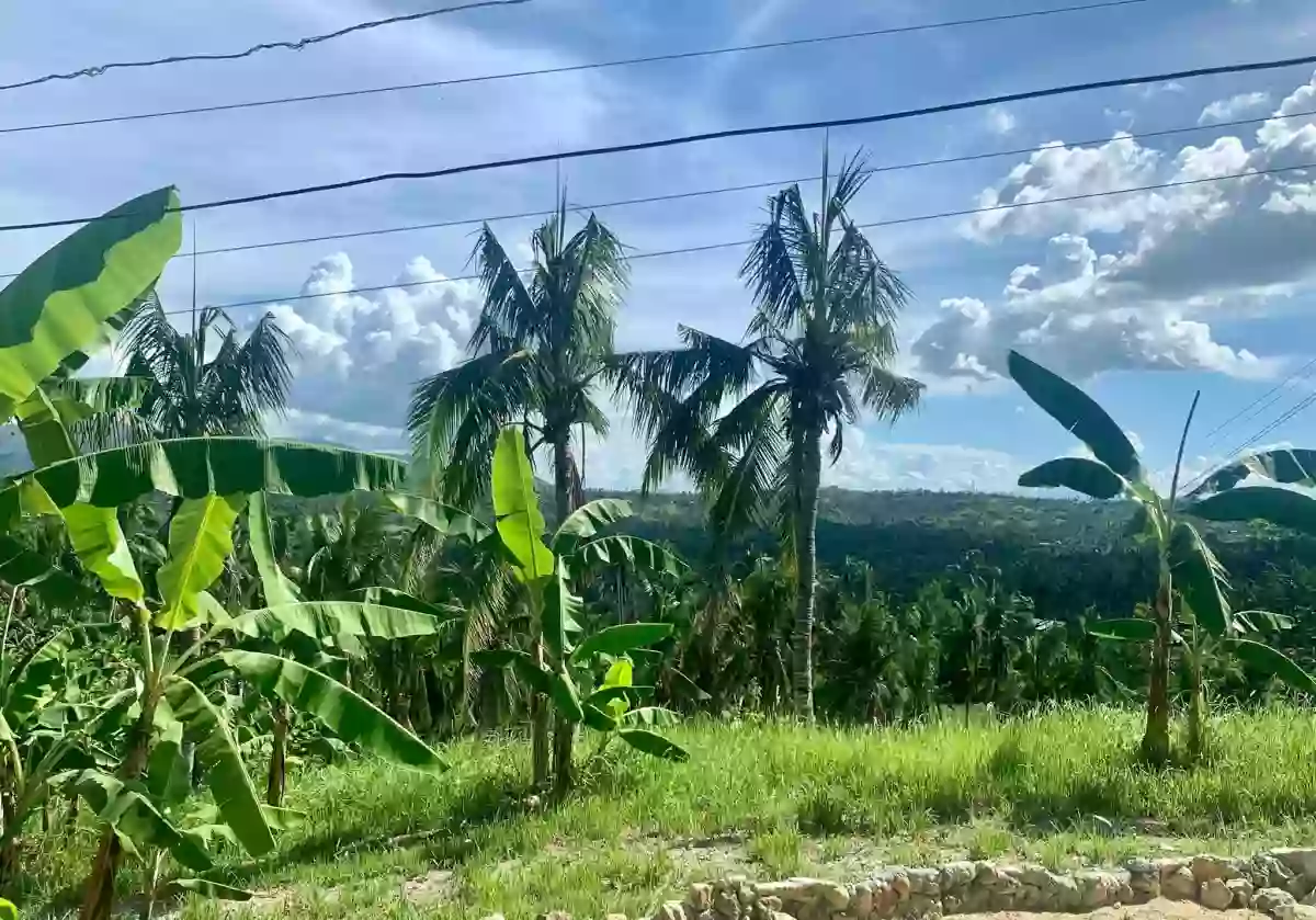 For Sale: Agricultural Lot in Buenavista, Carcar — 21,737 sqm — Agricultural Lot in Carcar, Cebu, 6019 — Photo 2