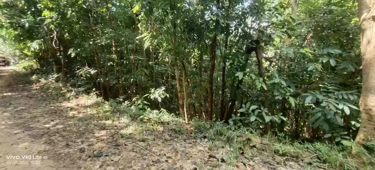 Open photo 12 of 13 — Rush Sale: 17 Hectares Agricultural Lot in New Cuyo, Roxas, Palawan