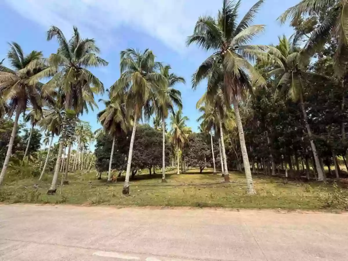FOR SALE: Agricultural Lot Near Samal Beaches, San Remigio, Samal — 42000 sqm — Agricultural Lot in Samal, Davao del Norte, 8119 — Photo 5