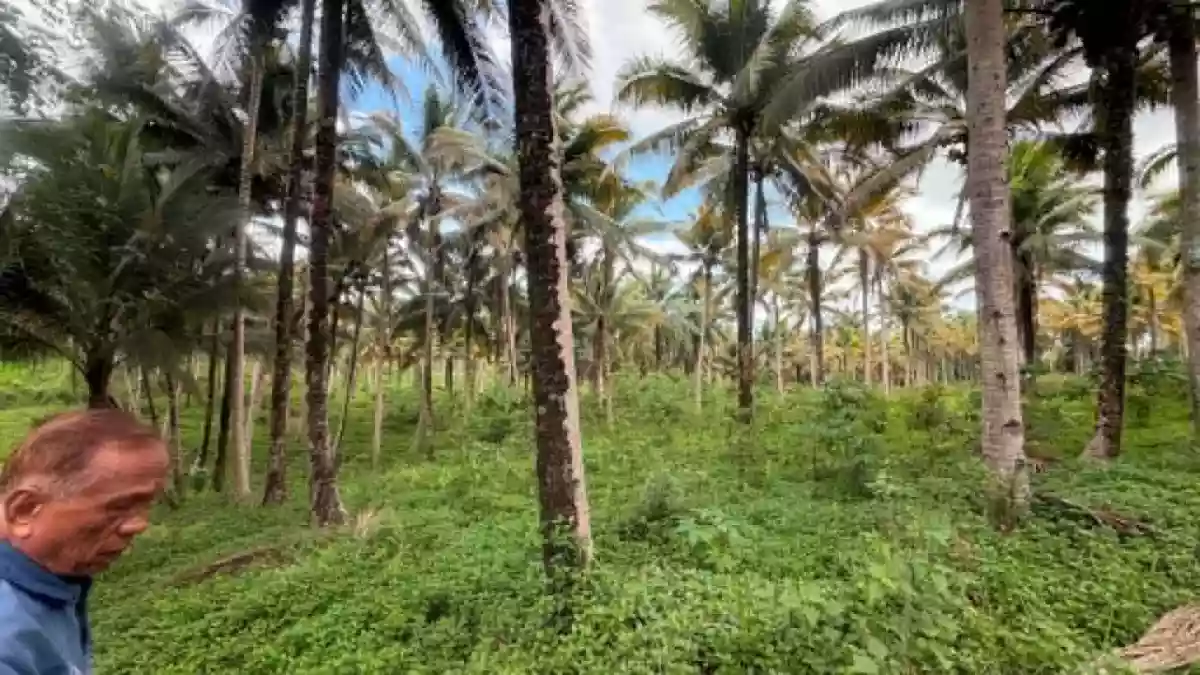 Rush Sale: 107104 sqm Agricultural Lot in Burgos, Aloran — Agricultural Lot in Burgos, Aloran, Misamis Occidental — Photo 3