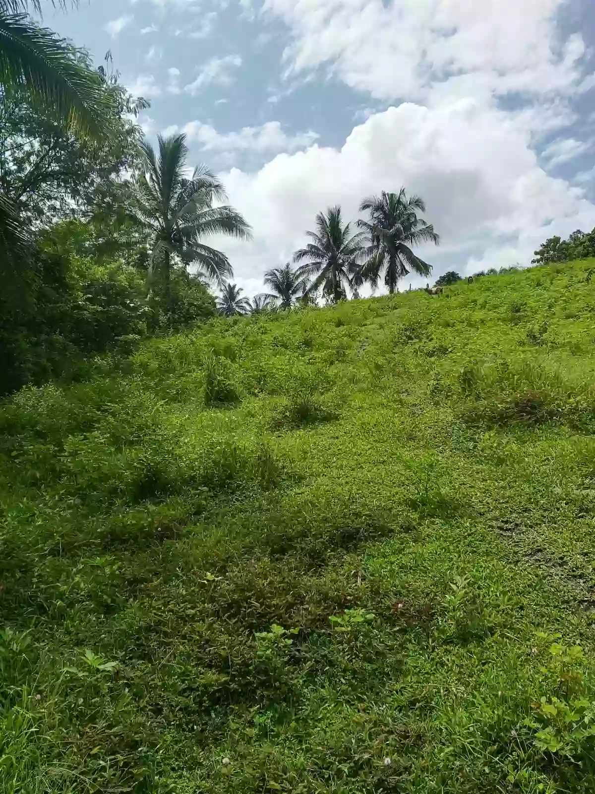For Sale: Residential Lot in Magsaysay, Polomolok — 300 sqm — Residential Lot in Magsaysay, Polomolok, South Cotabato — Photo 4