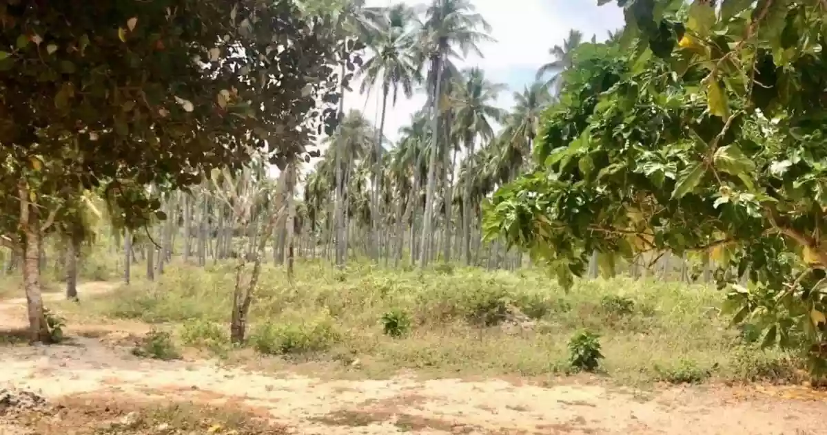 For Sale: Beach Lot in Tubajon, Laguindingan — 28000 sqm — Beach Lot in Laguidingan, Misamis Oriental, 9019 — Photo 4