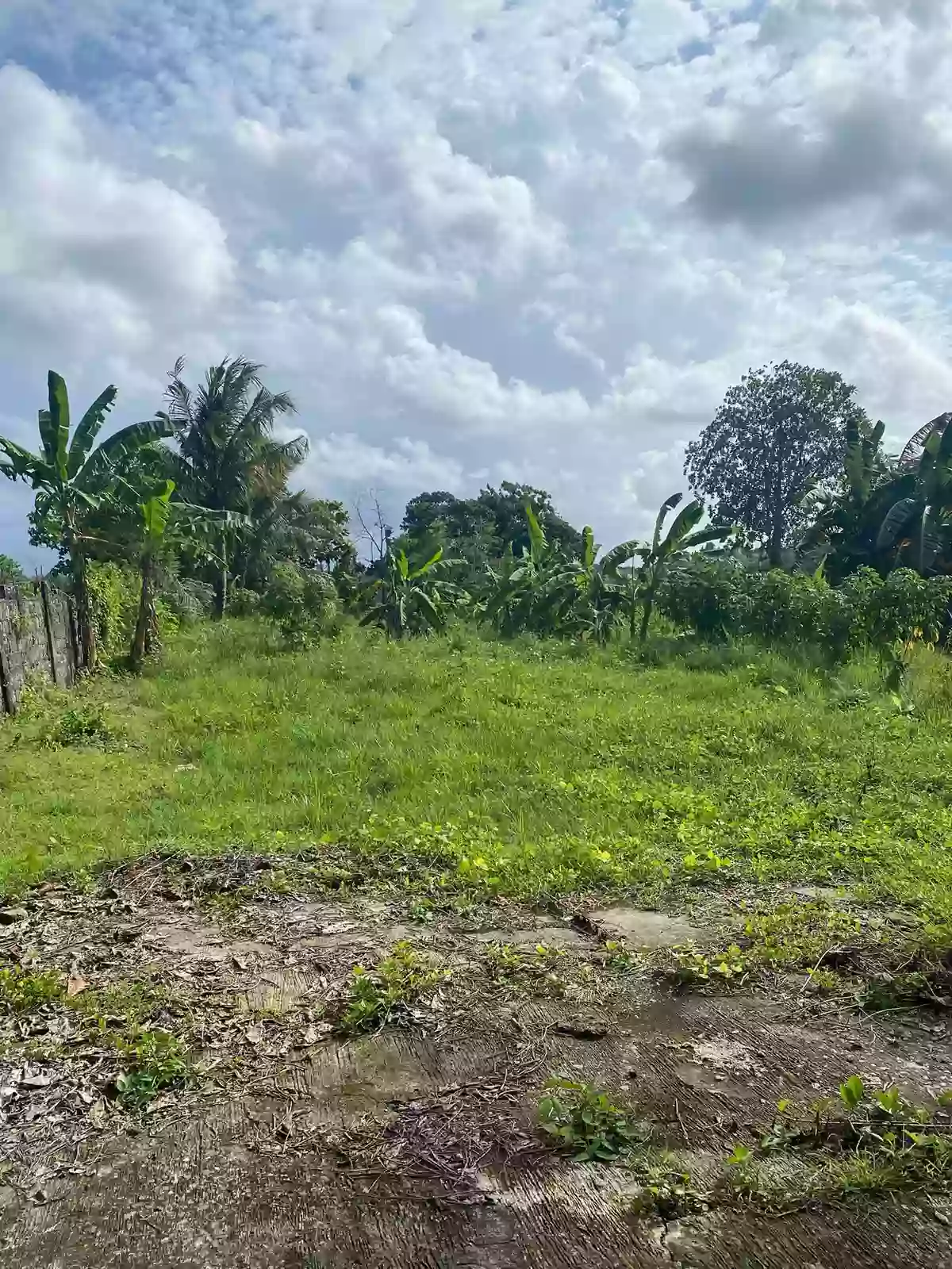 Rush Sale: 2000 sqm Agricultural Lot in Indangan, Davao City — Agricultural Lot in Indangan, Davao City, Davao del Sur — Photo 6