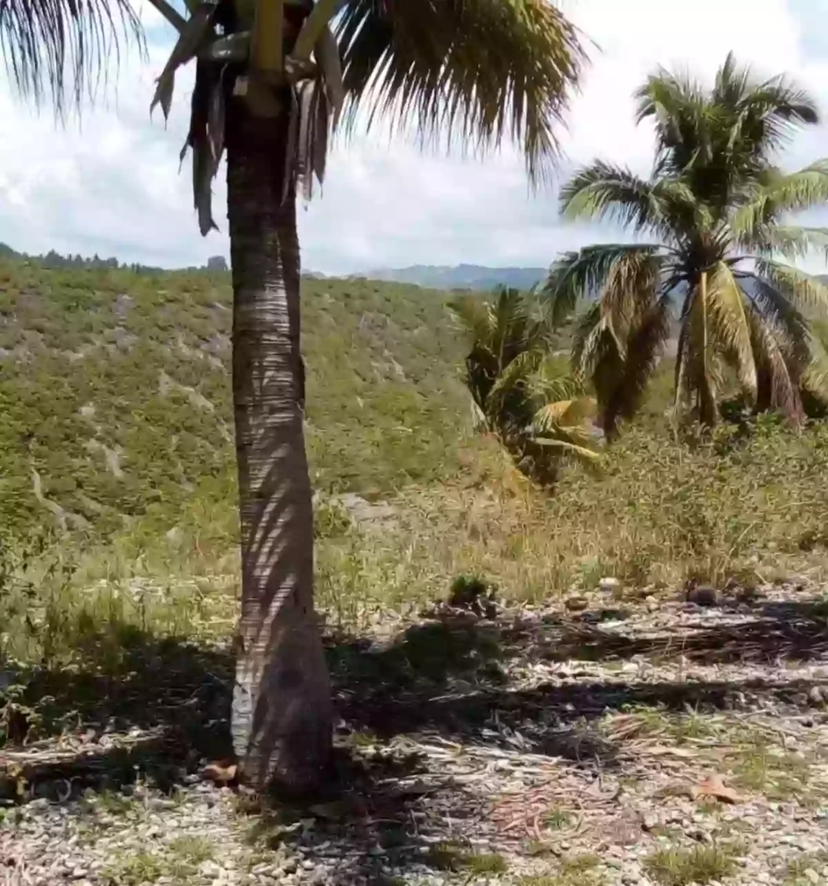LOT FOR SALE with Existing 4BR House  IN DALAGUETE — Residential Lot in Dalaguete, Cebu, 6022 — Photo 3
