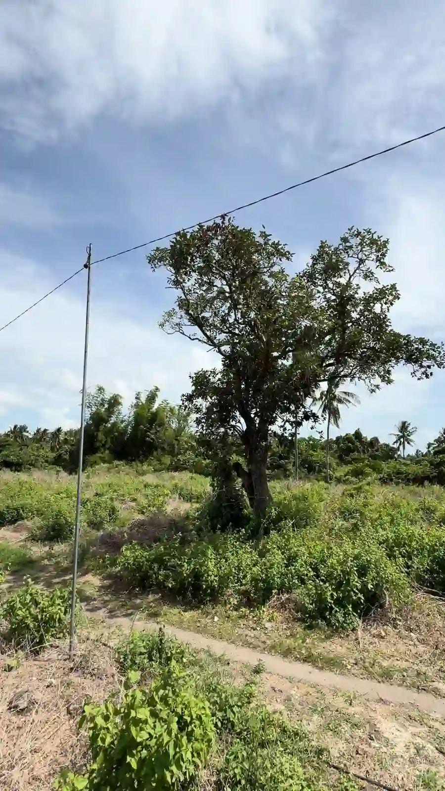 For Sale: Residential Lot in Masaplod, Dauin — 4997 sqm — Residential Lot in Dauin, Negros Oriental, 6217 — Photo 3