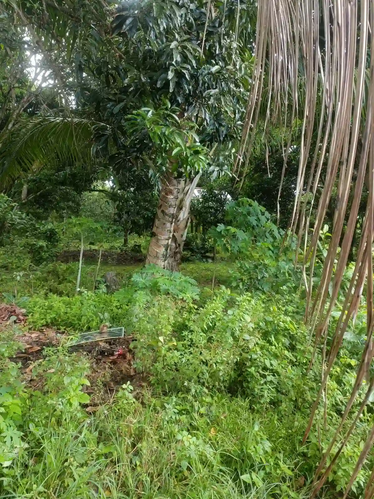 For Sale: Residential Lot in Balayagmanok, Bacung — 10957 sqm — Residential Lot in Bacung, Negros Oriental, 6216 — Photo 2