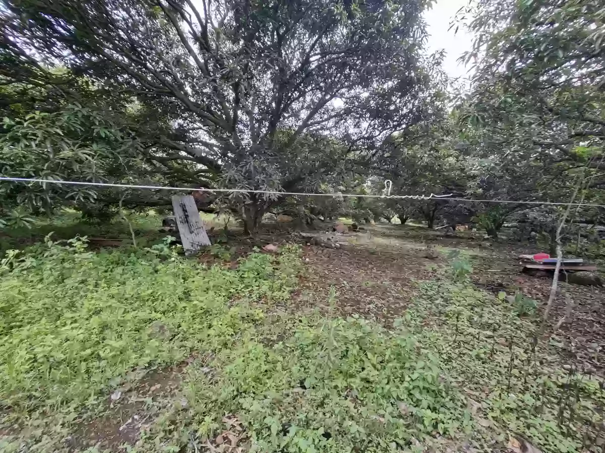 🌳 FOR SALE: 2,166 SQM Fruit-Bearing Lot along the Concrete Road in Indahag, CDO. FRE002 — Residential Lot in Cagayan de Oro City, Misamis Oriental, 9000 — Photo 5