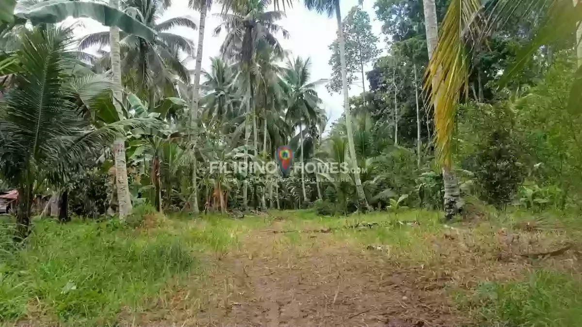 For Sale: Agricultural Lot Near Upper Balogo Elementary School, Pigkawayan — 44869 sqm — Agricultural Lot in Pigkawayan, Cotabato, 9412 — Photo 2