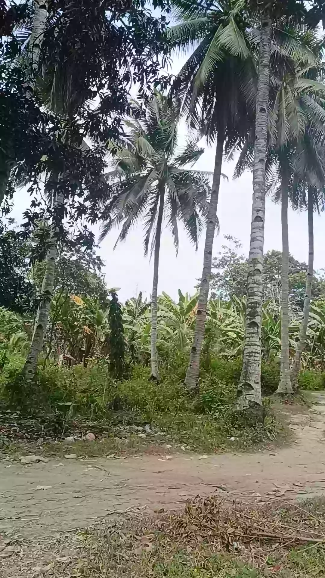 For Sale Commercial Lot in Matiao, Mati City — 7,329 sqm — Commercial Lot in Matiao, Mati, Davao Oriental — Photo 5