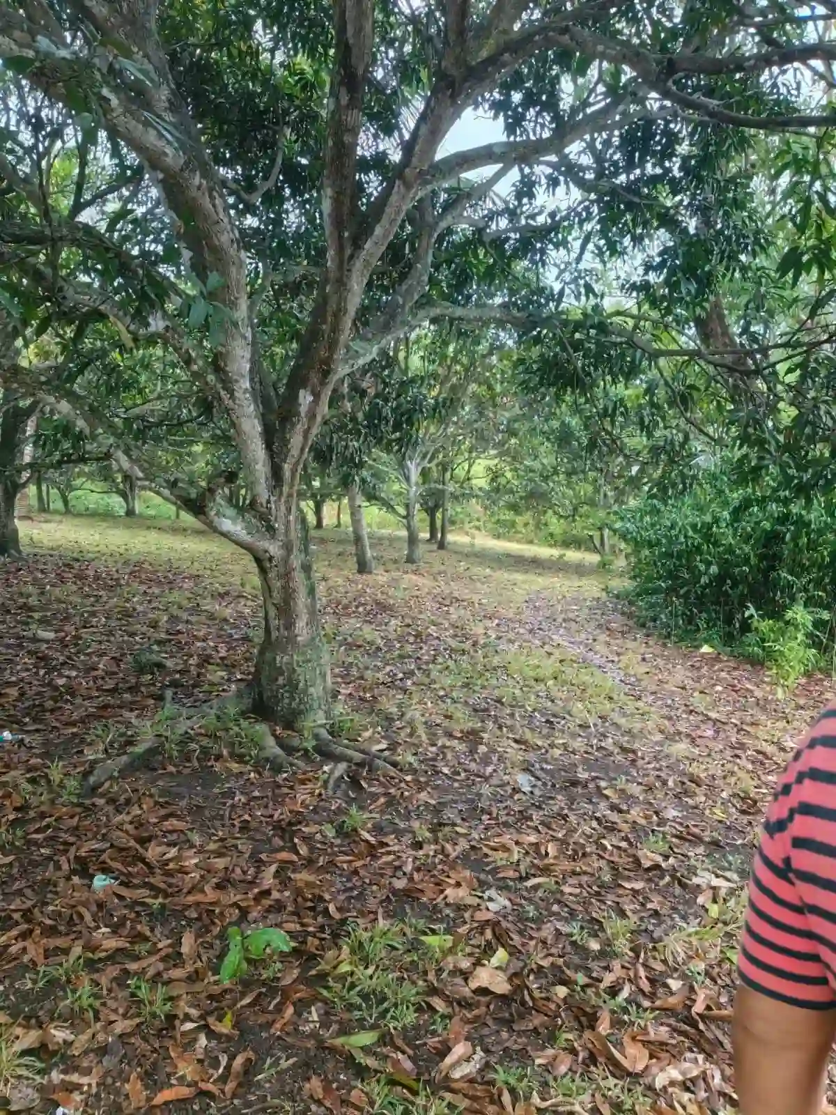 For Sale: Residential Lot in San Jose - 1778sqm — Residential Lot in San Jose, Negros Oriental, 6202 — Photo 2