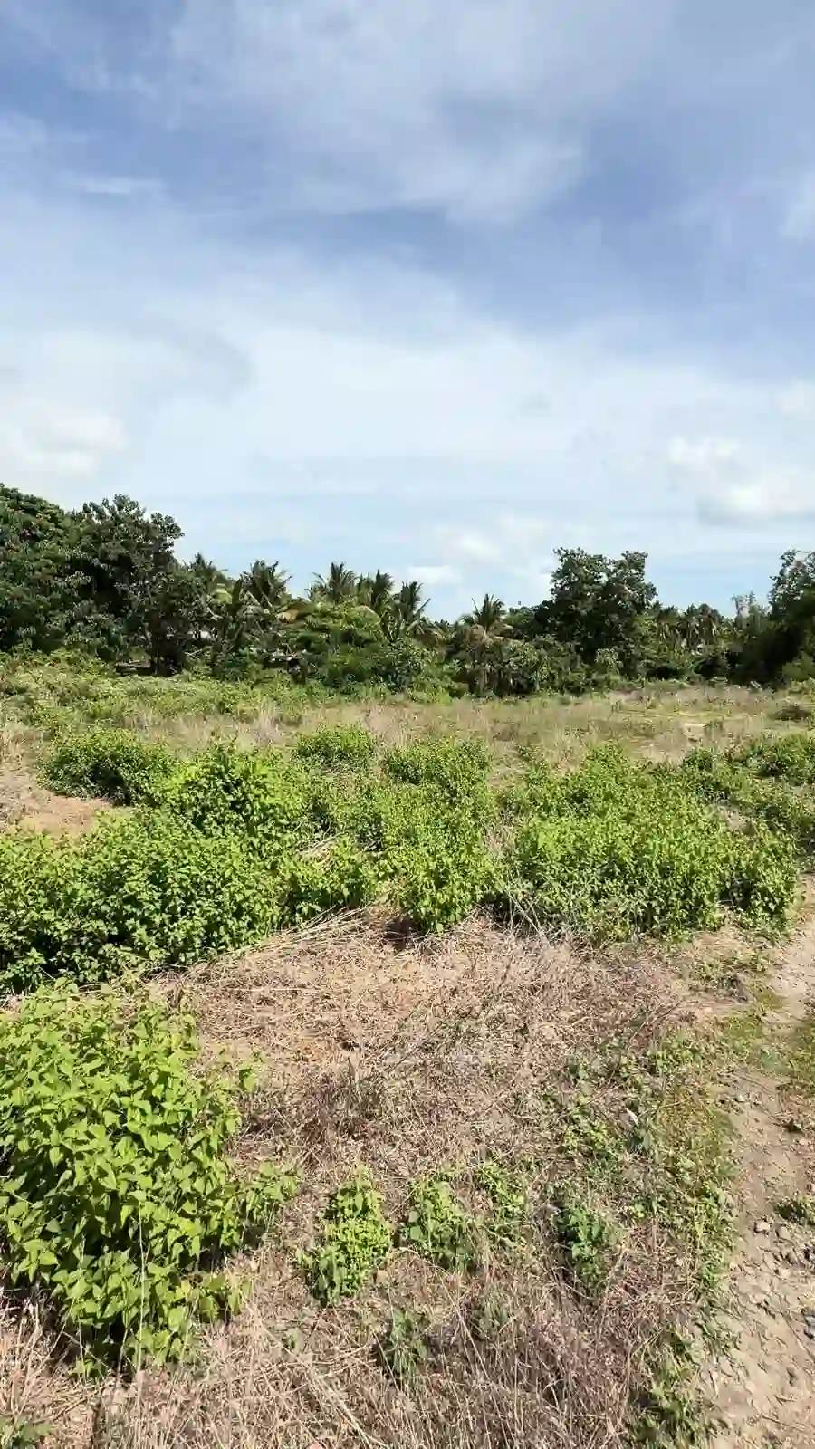 For Sale: Residential Lot in Masaplod, Dauin — 4997 sqm — Residential Lot in Dauin, Negros Oriental, 6217 — Photo 2