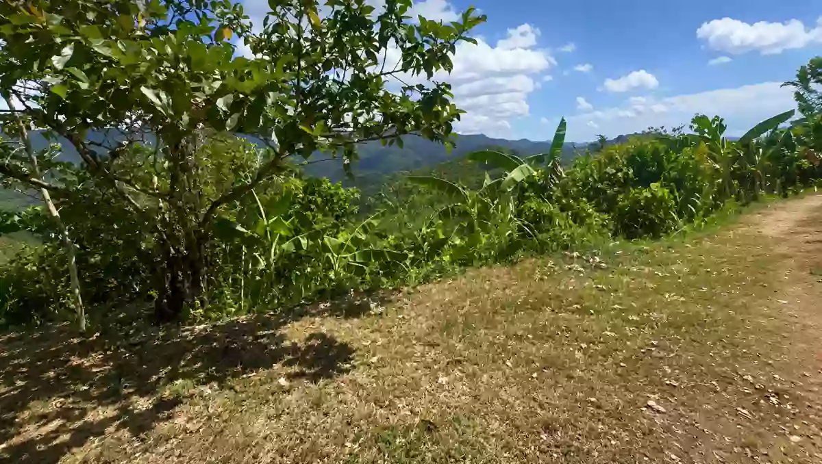 For Sale: Residential Lot in Guadalupe, Cebu City — 557 sqm — Residential Lot in Guadalupe, Cebu City, Cebu — Photo 5