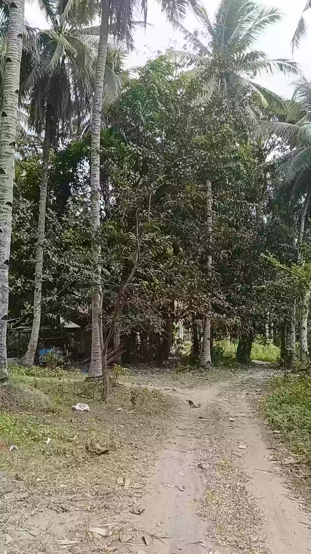 For Sale Commercial Lot in Matiao, Mati City — 7,329 sqm — Commercial Lot in Matiao, Mati, Davao Oriental — Photo 7