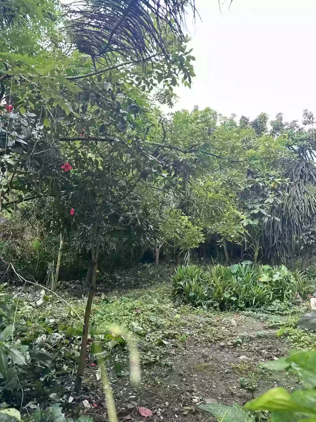 For Sale: Residential Lot in Patutong Malaki South, Tagaytay City — 258 sqm — Residential Lot in Tagaytay City, Cavite, 4120 — Photo 4