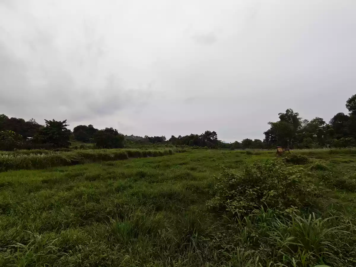 Agricultural Lot for Sale in Santa Lourdes, Puerto Princesa City — Investor Land — Agricultural Lot in Santa Lourdes, Puerto Princesa City, Palawan — Photo 2