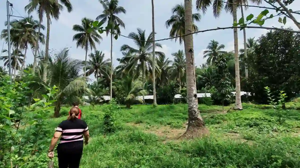 Open photo 24 of 25 — For Sale: Agricultural Lot in Polonuling, Tupi — 20000 sqm