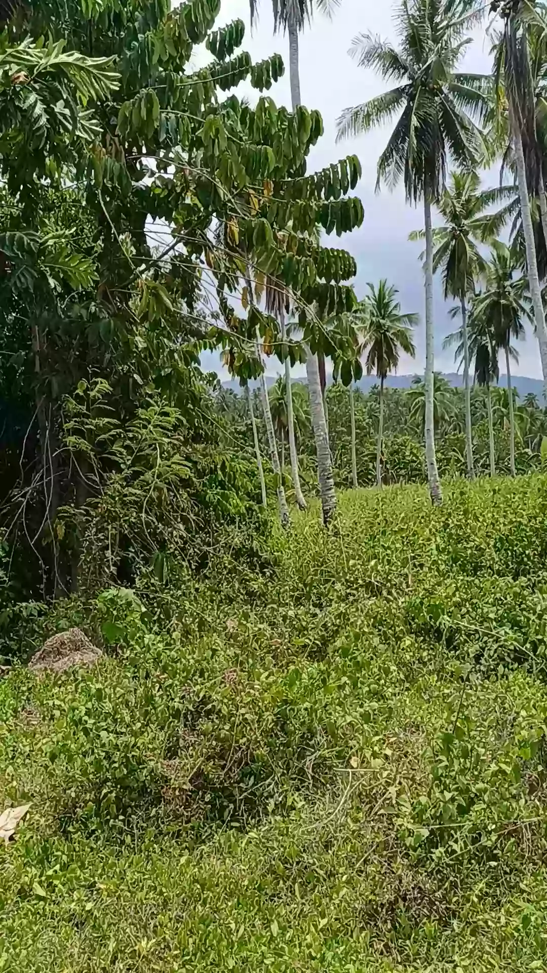 Open photo 11 of 13 — For Sale: Agricultural Lot in Pamuanon, Matiao, Mati City — 89,678 sqm